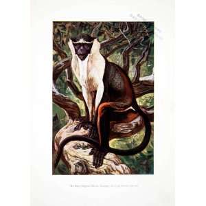  1906 Color Print Bay Thighed Diana Monkey Harry Johnston 