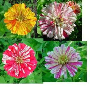  Candy Cane Zinnia Seed Pack Patio, Lawn & Garden