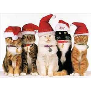  Five Cats In Santa Hats Christmas Cards