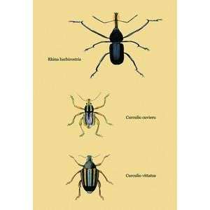 Poster 12 x 18 stock. Beetles Rhina Barbirostris, Curculio Cuvieru 