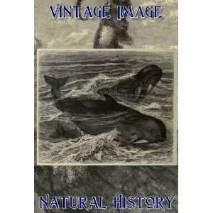   Print Vintage Natural History Image The Blackfish