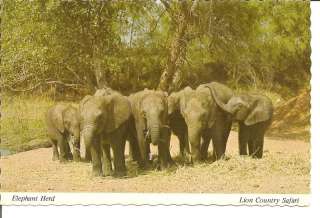 Vintage Postcard Elephants at Lion Country Safari Texas  