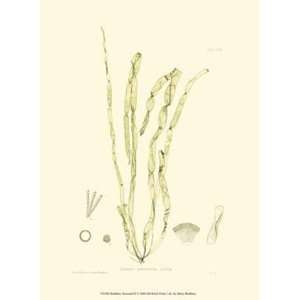  Bradbury Seaweed III   Poster by Henry Bradbury (9.5x13 