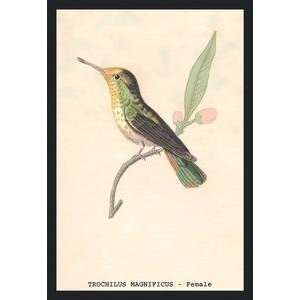  Vintage Art Hummingbird Trochilus Magnificus   Female 