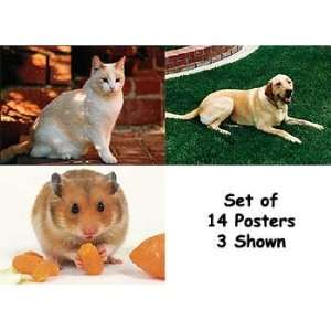  STAGES LEARNING MATERIALS PETS 14 POSTER CARDS Toys 
