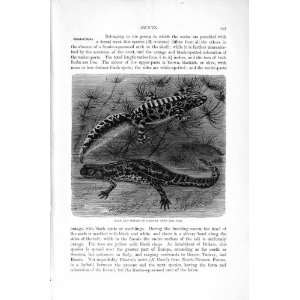    NATURAL HISTORY 1896 MALE FEMALE MARBLED NEWT PRINT