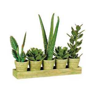  14Hx3Wx15.5L Succulent/Aloe Plant in Pot x5 w/Tray Green 