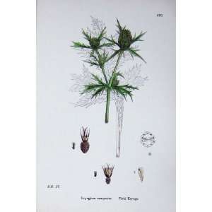  Botany Plants C1902 Field Eryngo Eryngium Campestre