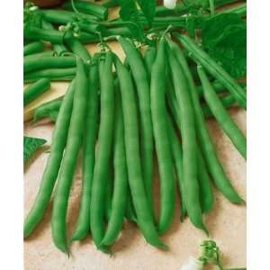  1 LB. BLUE LAKE POLE BEAN Seeds Stringless by Seeds and 