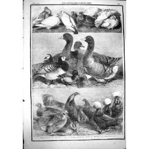  1861 POULTRY PIGEON BIRMINGHAM EXHIBITION BIRDS WEIR