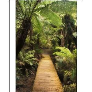  Boardwalk through rainforest, Maits Rest, Great Otway 