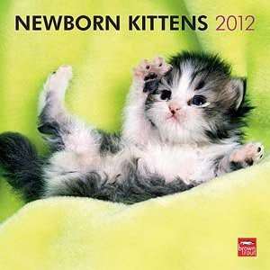  2012 Newborn Kittens Calendar