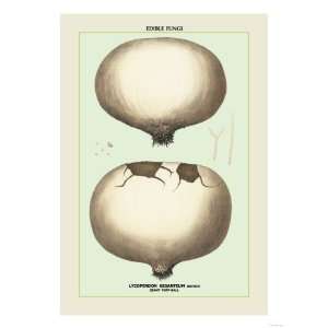  Edible Fungi Giant Puff Ball Giclee Poster Print, 12x16 