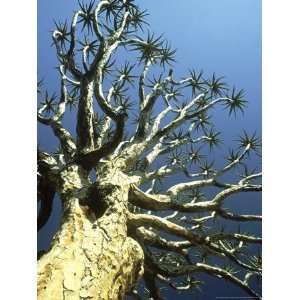  Quiver Tree Aloe Dichotoma, South Africa Photographic 