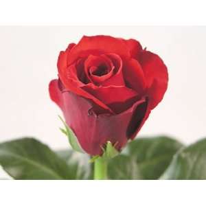 75 Beautiful Super Long Stem Roses RED  Grocery & Gourmet 
