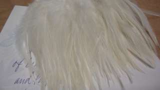 50+ IVORY / EGGSHELL ROOSTER SADDLE HACKLE FEATHERS 6 7  