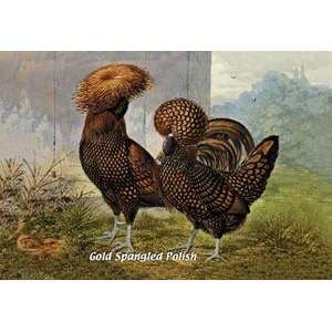 Paper poster printed on 20 x 30 stock. Gold Spangled Polish (Chickens)