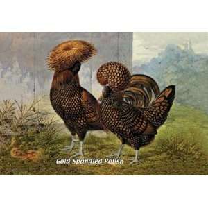   Gold Spangled Polish (Chickens) 20x30 poster