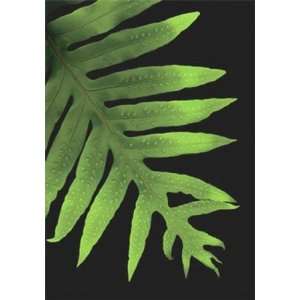  Spotted Fern by Rosemarie Stanford 8x10