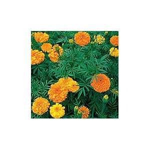 African Marigold   pack