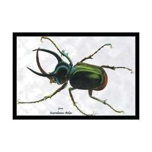  Beetle Scarabaeus Atlas of Java #1 24x36 Giclee