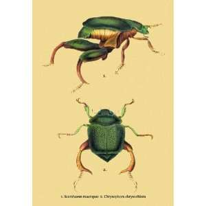 Beetles Scarabaeus Macropus and Chrysophora Chrysochlora #2 24x36 