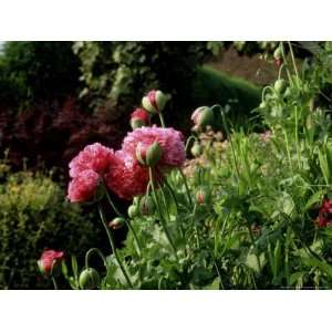  Papaver Somniferum (Opium Poppy) View of Pink Flowers and 