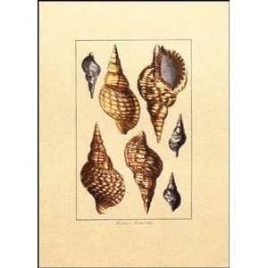  Seashells (Hc) Poster Print
