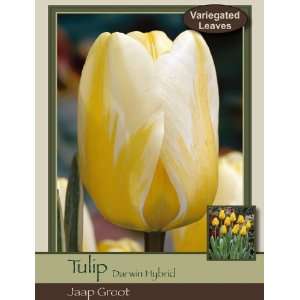   Tulip Darwin Hybrid Jaap Groot Pack of 50 Bulbs Patio, Lawn & Garden