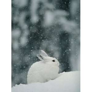  Snow Falls on a Snowshoe Hare in its Winter Coat Stretched 