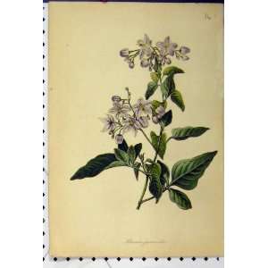  Solanum Jasmunoides C1845 Botanical Colour Print