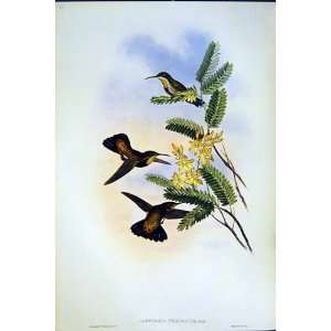  1990 Hummingbirds Lampornis Aurulentus Virginalis Birds 