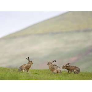  Brown Hares, Lower Fairsnape Farm, Bleasdale, Lancashire 