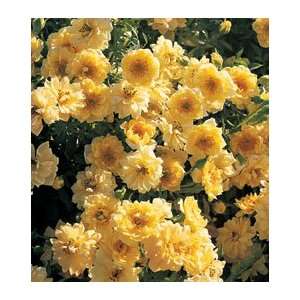  Yellow Ribbons 36 inch Weeping Tree Rose