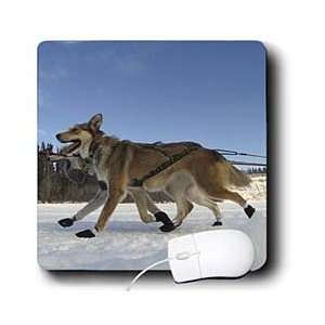  Krista Funk Creations Sled Dogs   Yukon Quest Sled Dogs on 