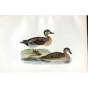  Clucking Teal Bree H/C 1875 Old Prints Birds Europe