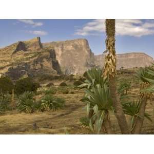 Giant Lobelia, Simen National Park, Northern Ethiopia Photographic 