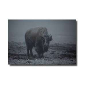  Bison In A Snowstorm Yellowstone National Park Giclee 