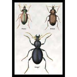   Beetles of Senegal, Britain and France #1   15392 x