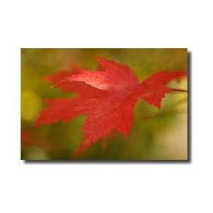  Maple Fire Leaves Ii Giclee Print