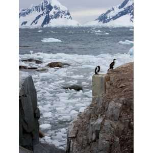 Shags on Petersmann Island, Antarctica, Polar Regions Photographic 