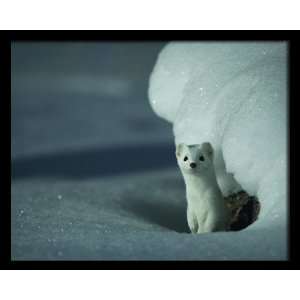  National Geographic, Weasel in the Snow, 8 x 10 Poster 