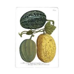   Melons I   Poster by Johann Wilhelm Weinmann (10x14)