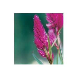  Cramers  Celosia (Special)   100 Seeds Patio, Lawn 
