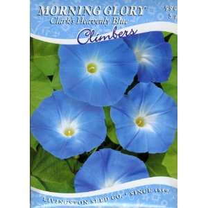  Morning Glory   Clarks Heavenly Blue (A) Patio, Lawn 