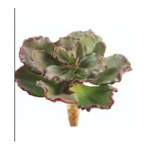  Allstate CS3701 GR MV 8 in. Echeveria Shaviana Green  Case 