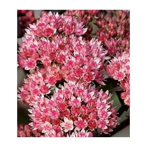  Sedum telephium XenoxSold out, but please review this 