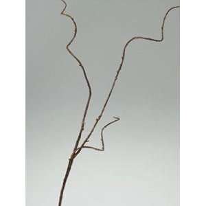  Curly Willow Branch