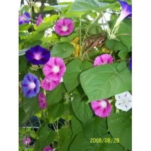  50 Mixed Colors MORNING GLORY Imopea Purpurea Vine Flower 