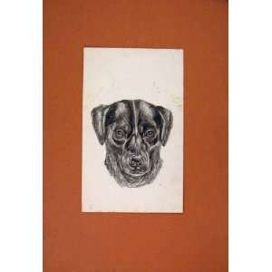  Sketch Drawing Dog Face Fine Art Antique Hound C1881